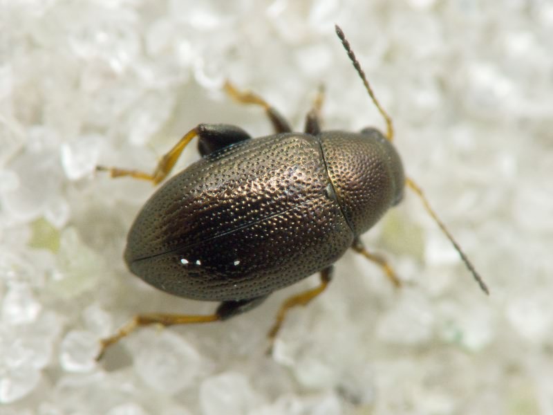 Chaetocnema hortensis (Geoffroy, 1785)